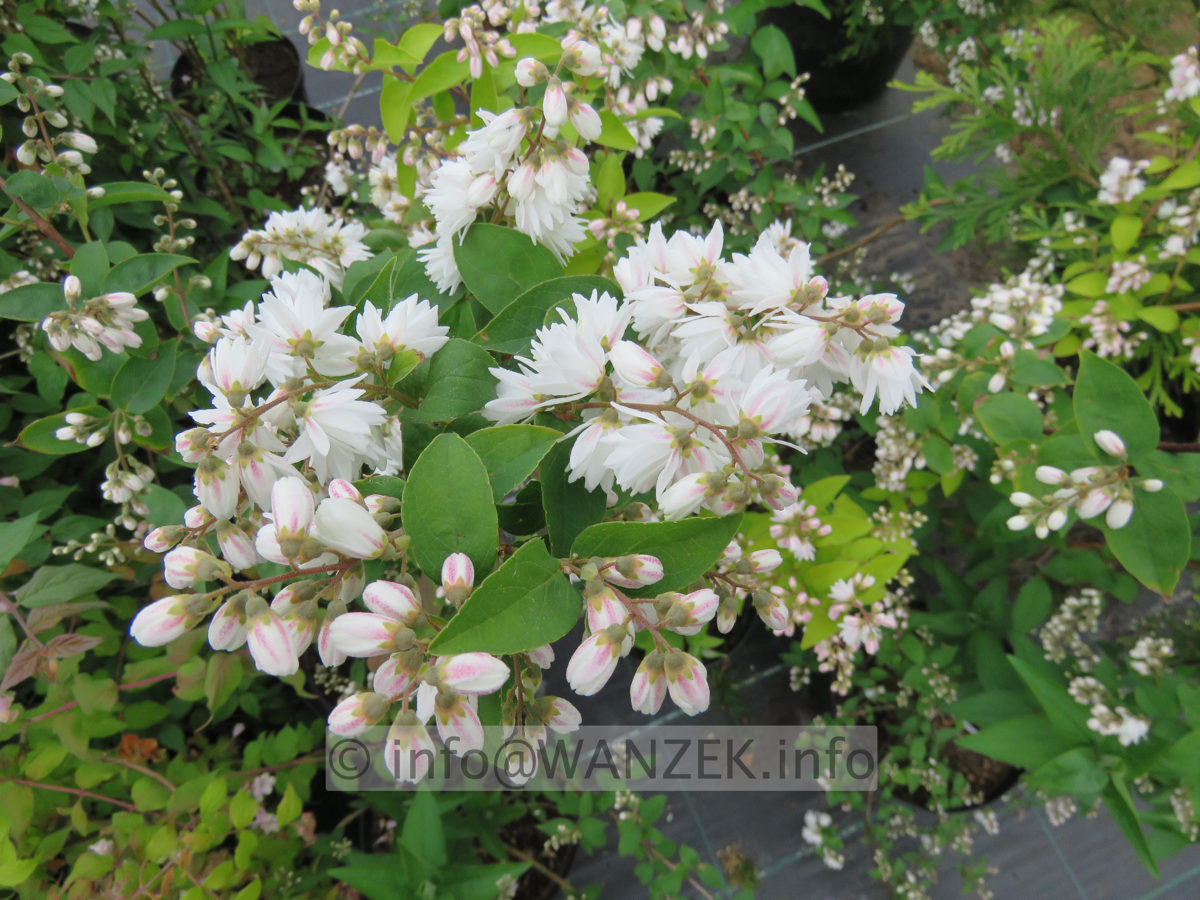 Deutzia crenata Pride Of Rochester 003.JPG
